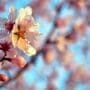 white cherry blossom in close up photography