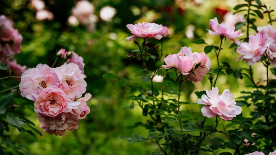 pink flowers with green leaves