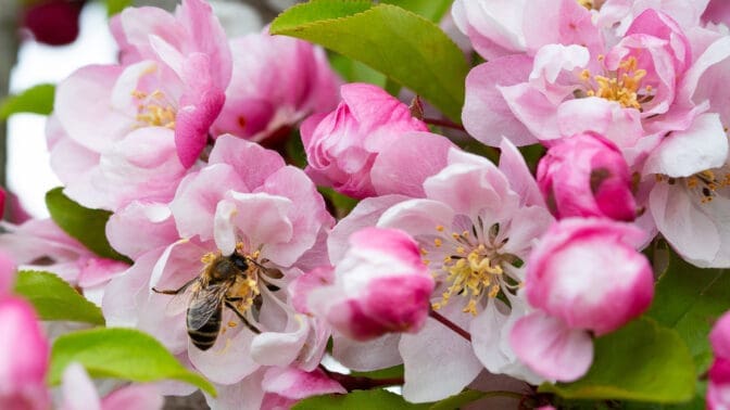 Malus van Eseltine blossom with a bee