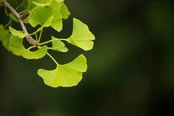 gingko leaves
