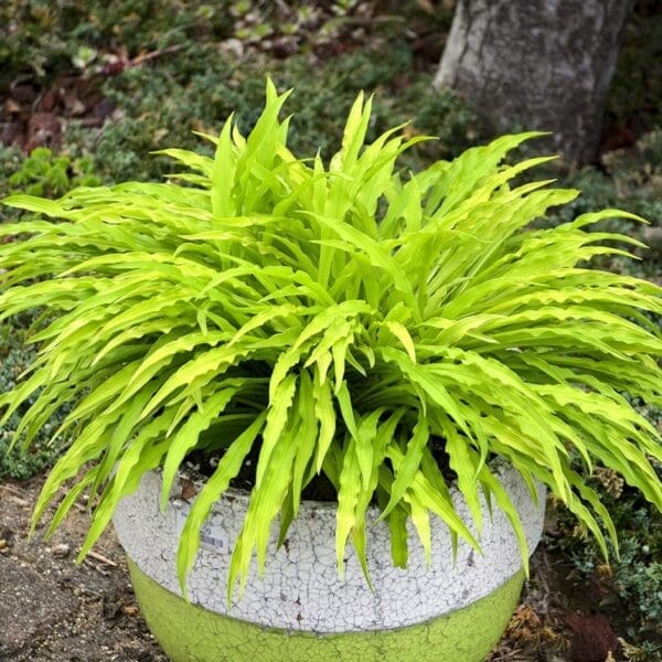 Hosta 'Party Streamers' in a pot