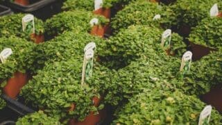 a bunch of plants that are in some pots