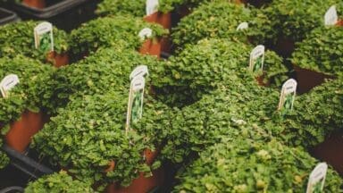 a bunch of plants that are in some pots