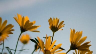 yellow flower