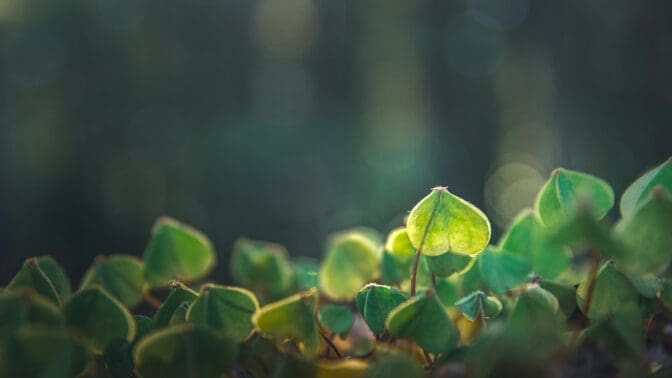 Clover growing in the ground