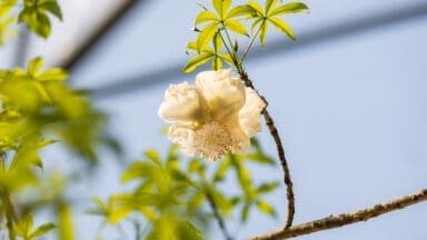 Flower of a Baobab Tree at the Eden Project
