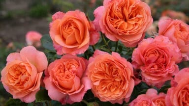 Rosa Coral Gardens