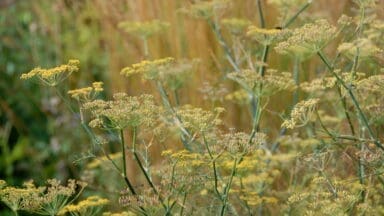 Fennel, still flowering but seeds are forming