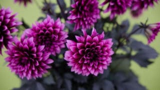 Dahlia Gardinetta® Velvet Crush
