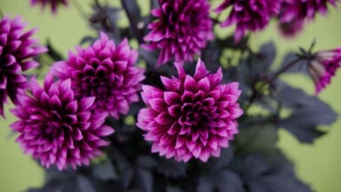 Dahlia Gardinetta® Velvet Crush