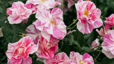David Austin's new Kings Rose