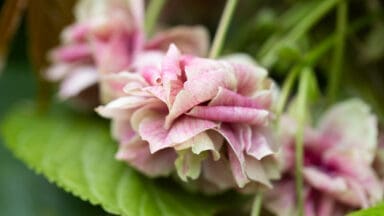 Prunus Sumaura fugenzo