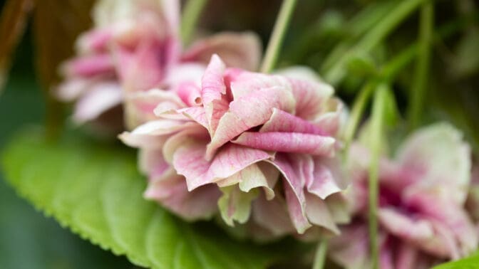 Prunus Sumaura fugenzo