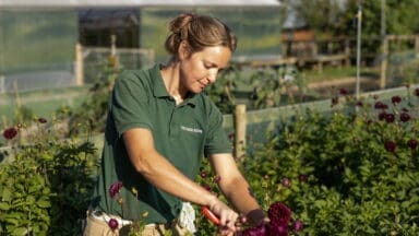 Nicholsons nursery working, pruning dahlias