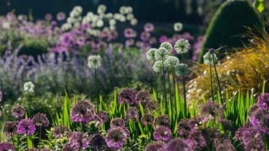 Alliums in the border at RHS Harlow Carr