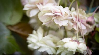 Prunus Sumaura Fugenzo Japanese Lantern™