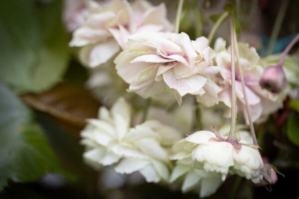 Prunus Sumaura Fugenzo Japanese Lantern™