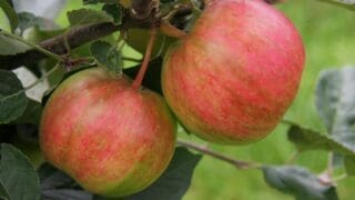 Frank P Matthew Apple Rainbow