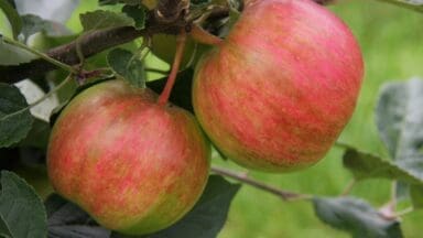 Frank P Matthew Apple Rainbow