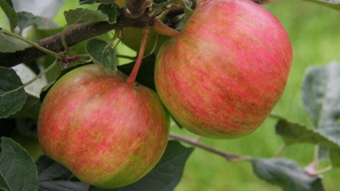 Frank P Matthew Apple Rainbow
