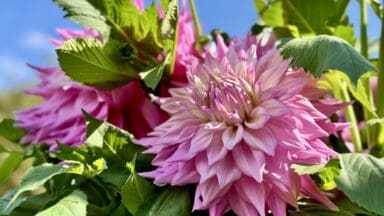 Sir Alf Ramsay dinner plate dahlia