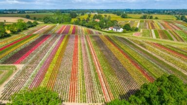 Whartons Rose Field