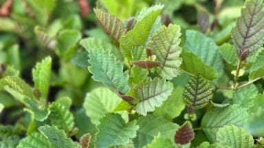 Young trees growing at a nursery