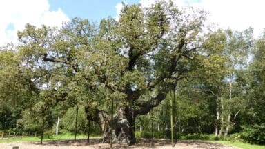 The Royal Oak in Sherwood Forest