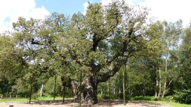 The Royal Oak in Sherwood Forest