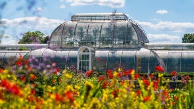 A view of the Kew Palm House on a sunny day with flowers in the foreground