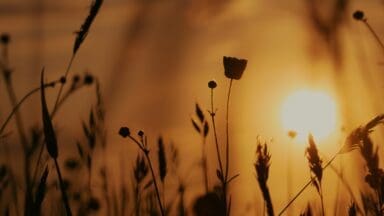 Sunshine behind field of wheat