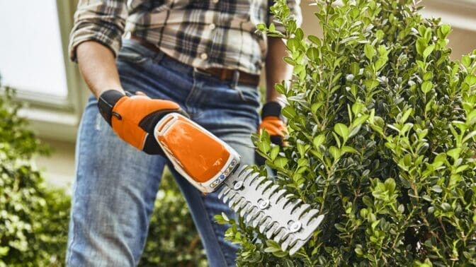 Stihl HSA 26 trimmers being used on a box hedge