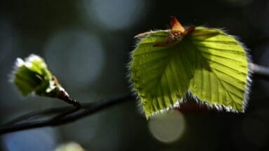 Close up hornbeam leaf