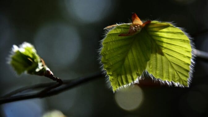 Close up hornbeam leaf