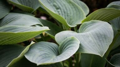 Hosta leaves