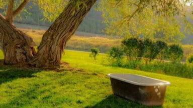 a bathtub sitting under a tree in a field