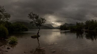 The Lonely Tree, Llyn Padarn, Llanberis