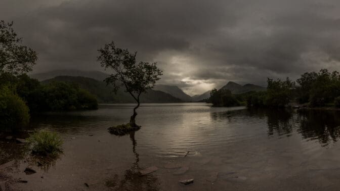 The Lonely Tree, Llyn Padarn, Llanberis