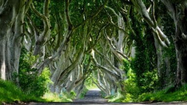 Dark hedges trees lane