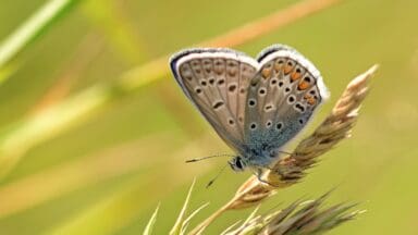 Common blue butterfly