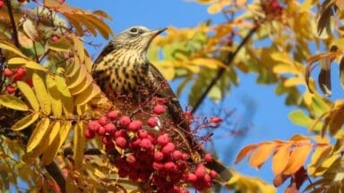 Field fare in a tree