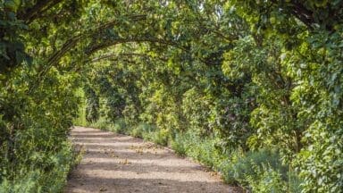 Apple tunnel in summer at Eythrope Waddesdon, A Rothschild House & Gardens.