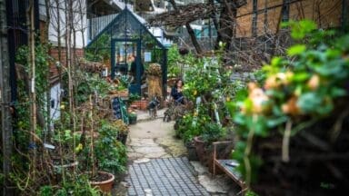 The Onion Gardener Westminster