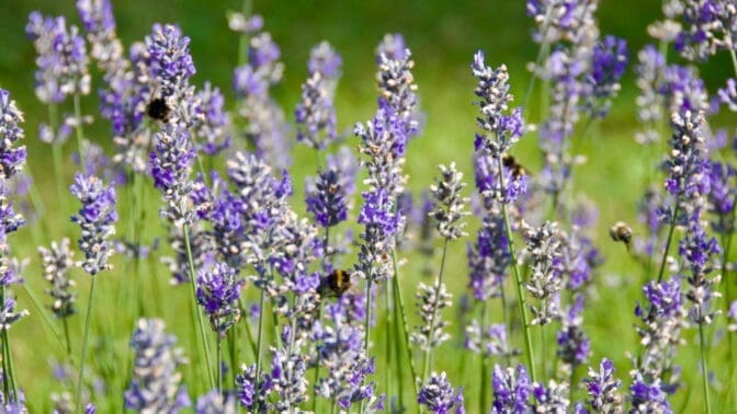 Lavender hidcote with bees and bumblebees