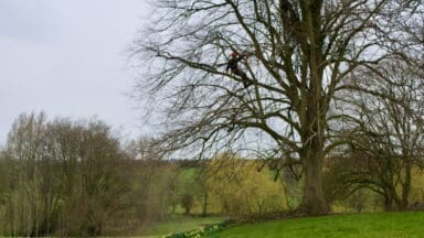 Tree surgeon working in a large Lime Tree