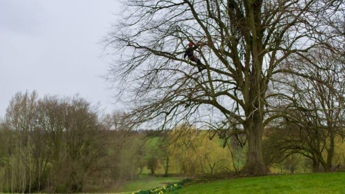 Tree surgeon working in a large Lime Tree