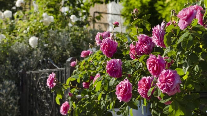 David Austin Rose Gertrude Jekyll growing in a front garden