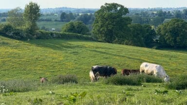 Cow grazing in Oxfordshire field