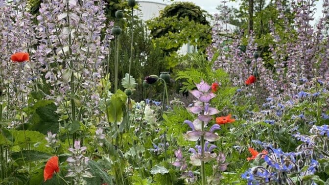 Range of herbs seen at Jekka McVicar's Herb Farm