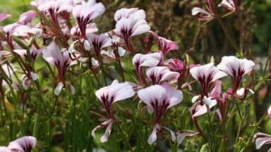 Pelargonium at the Woottens of Wenhaston nursery